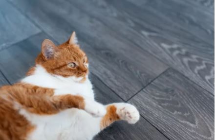 los mejores suelos para mascotas