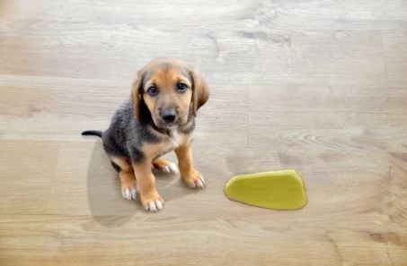 mejores suelos tarima para perros y gatos resistentes a la humedad