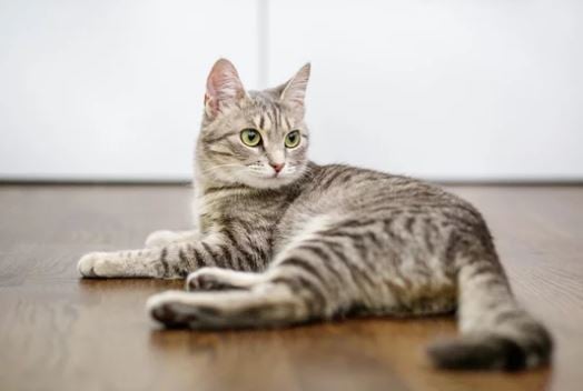 Tarima resistencia AC6 para perros y gatos . tarimas pis de perros arañazos gatos